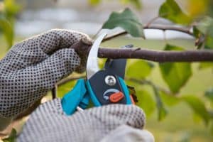 What are the Best Bypass Pruners of 2024?