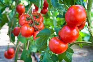 How To Grow Juicy and Flavorful Tomatoes Even If You’re A Beginner