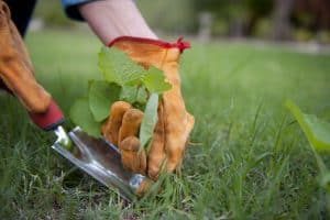 How to Protect Your Garden From Weeds Without Dripping Buckets of Sweat