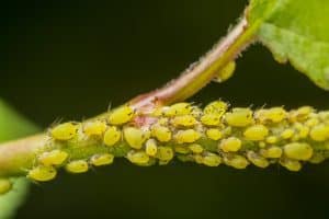 7 Ways To Get Rid of Life-sucking Aphids That Turn Your Plants Into A Zombie