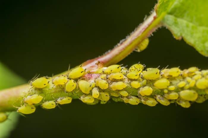 aphids