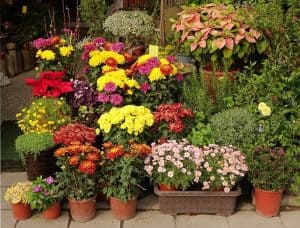 How To Use Container Gardening When Your Growing Space Sucks