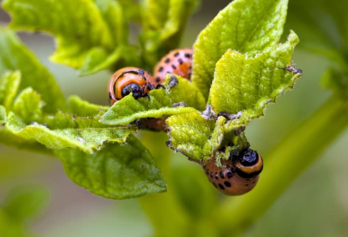 protect your plants from pests