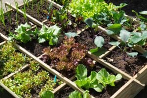 Square Foot Gardening: An Absolutely Fantastic Way to Grow Vegetables