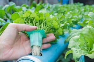 Grow Amazing Vegetables In Less Space with Hydroponic Gardening