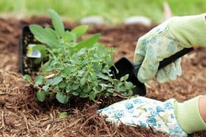 Herb Gardening: The Magic That Can Change Your Life