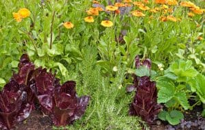 How To Use Companion Planting Without Feeling Stupid