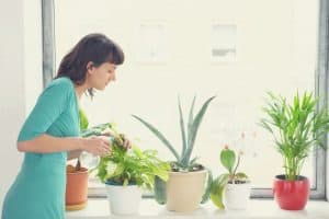 How to Use Apartment Gardening To Grow Awesome Food