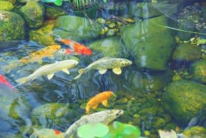 What is the Best Koi Pond Filter of 2024?
