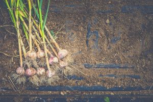 How to Grow The Best Garlic Ever in Your Garden