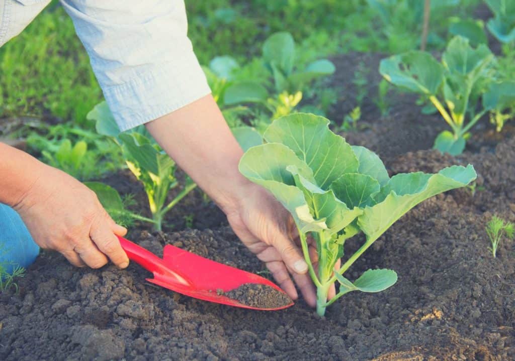experience in planting vegetables essay
