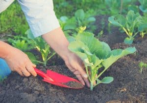 When To Plant Your Vegetables And Get A Bountiful Harvest