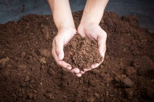 What is Peat Moss and Is It Useful For Your Garden?