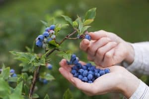 How to Grow Delicious Blueberries That Make You Happy