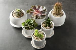How to Grow Beautiful Succulents That Enhance Your Garden