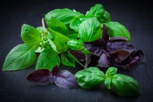 How to Grow An Awesome Supply of Basil in Your Garden