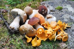 How to Grow Nutritious Mushrooms in Your Home Garden