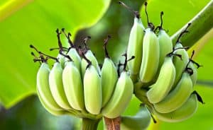 How to Grow Bananas That Are Nutritious and Tasty