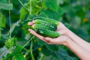 How to Grow Cucumbers That Cool You Off in Summer