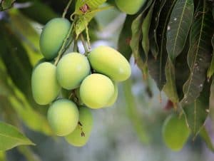 How to Grow a Mango Tree That Gives Golden and Juicy Fruits
