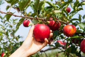 How to Grow Apple Trees for Juicy and Sweet Fruits