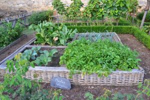 How to Use Crop Rotation to Get a Bountiful Harvest