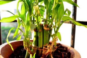 How to Grow Lucky Bamboo That Can Change Your Gardening Life