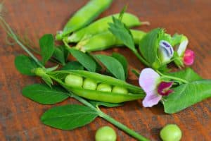 How to Grow Tasty and Sweet Peas In Your Vegetable Garden