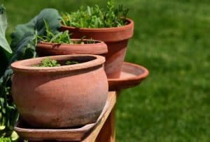 Do Plants Grow Bigger in Bigger Pots?