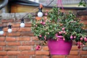 How Many Plants Can I Put In A Hanging Basket?