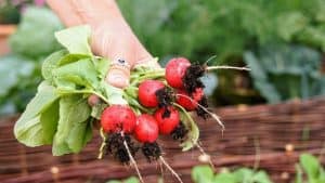 How to Grow Vibrant and Spicy Radishes in Your Garden