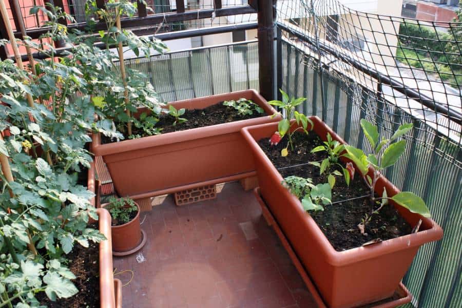 vegetables in the balcony