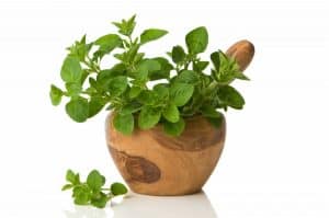 How To Grow Oregano In A Pot (With Videos And Checklist)