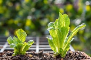 Can You Grow Romaine Lettuce In A Container?