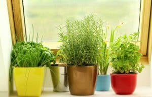16 Reasons Your Indoor Herbs Are Dying (And How To Save Them)