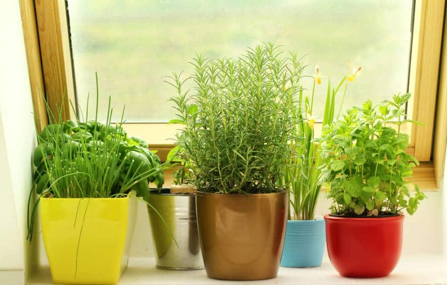 16 Reasons Your Indoor Herbs Are Dying (And How To Save Them