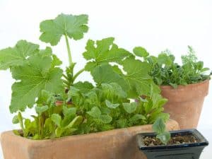 29 Vegetable Pairs You Can Grow Together In Containers