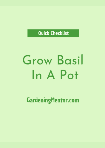 Grow Basil In A Pot - Quick Checklist
