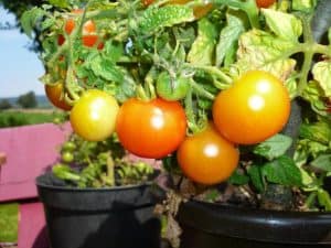 Can You Grow Tomatoes On A Screened Porch?