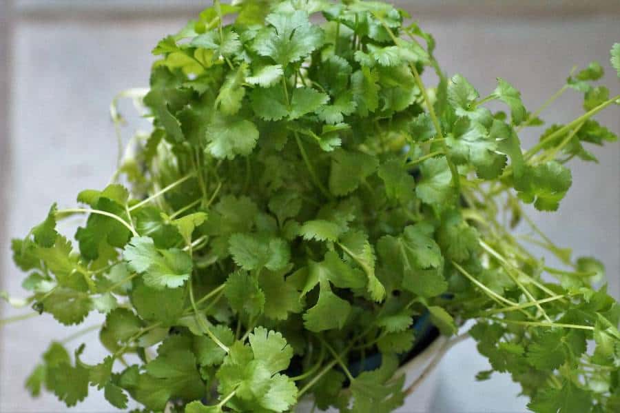Details about   CORIANDER POT SELECTION 80 Seeds FAST GROW Corriander Culinary Herb Cilantro POT 