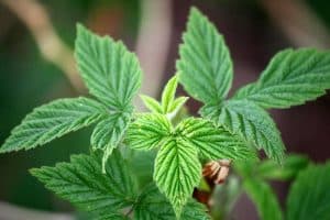 How To Grow Mint In A Pot (With Videos And Checklist)
