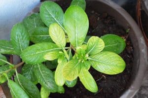 How To Grow Basil In A Pot (With Videos And Checklist)