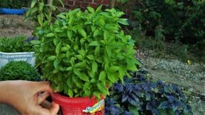 How To Grow A Herb Garden In Pots (With Videos And Checklist)