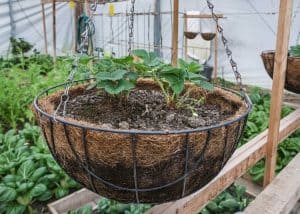 How Do You Keep Hanging Baskets From Drying Out?