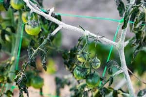 How Cold Is Too Cold For Tomato Plants?