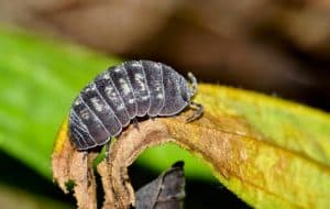How To Get Rid Of Pill Bugs In Potted Plants (12 Organic Ways)