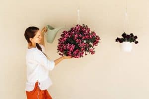 How Often Should You Feed Hanging Baskets?