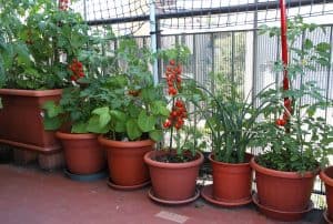 How To Start A Container Vegetable Garden (With Videos)