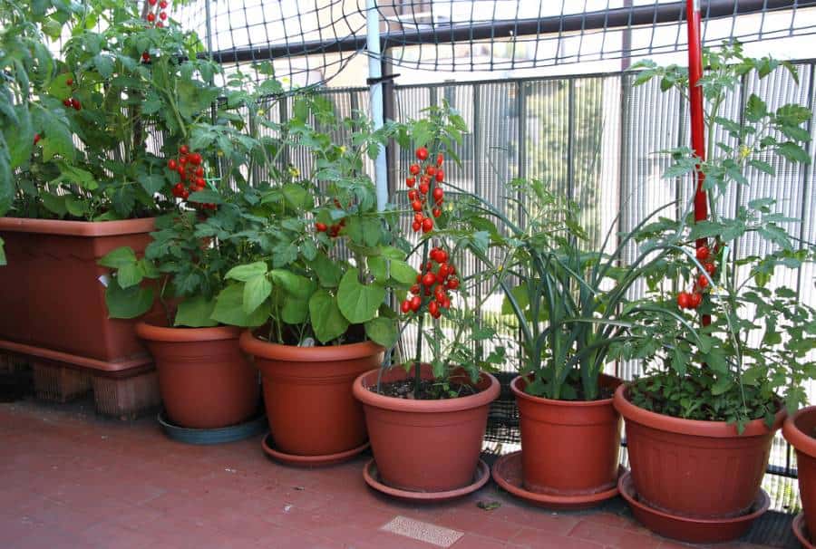 container garden on the balcony