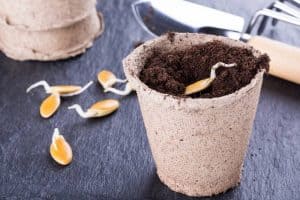 Can Peat Pots Be Planted In The Ground?